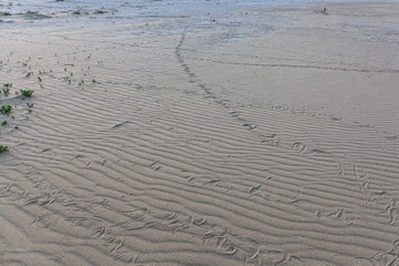 Obraz premium Traces of snake in the sand. Sand Texture. Background from brown sand. selective focus