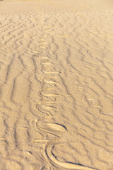 Traces of snake in the sand. Sand Texture. Background from brown sand. selective focus