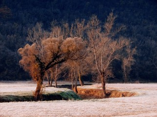 Fototapeta premium snow