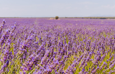 Obraz na płótnie Canvas Blooming lavender fields in Spain. Horizontal photo with flowers in the foreground with the field in the back. High definition..