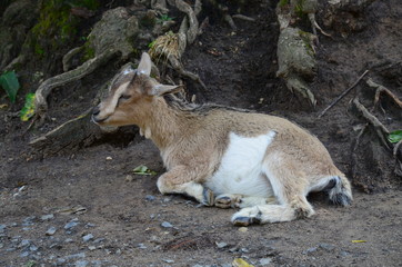 Capra hircus hircus domestico