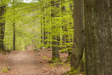Misty spring beech forest in a nature reserve in southern Sweden, selective focus