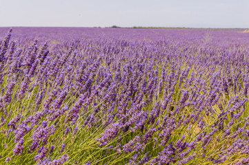 Fototapeta na wymiar Beautiful blooming lavender fields in Spain. Horizontal photo with some flowers in the foreground and fields in the background. High definition.