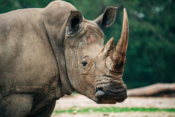 Naklejka premium Rhinocéros adulte seul avec une grande et grosse corne de défense. Grand animal