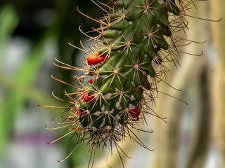 Spines and cactus fruits close-up in a greenhouse.