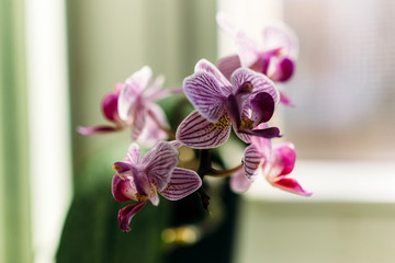 Close-up of beautiful pink phalaenopsis orchid flower blooms
