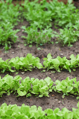 salad and arugula grows on a bed