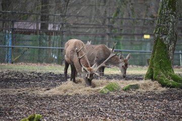 Fototapeta premium ANIMALS