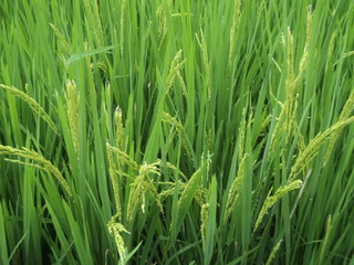 rice plants