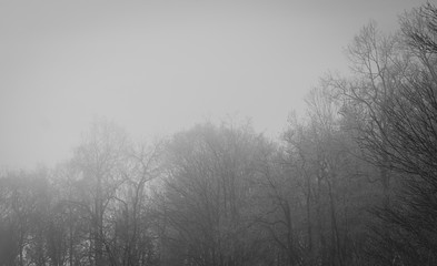 misty morning in the forest