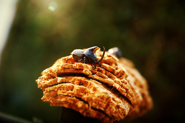 Bug in tree