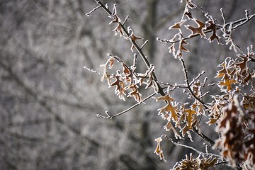 frost on frozen leaves