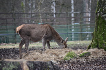 Naklejka premium ANIMALS