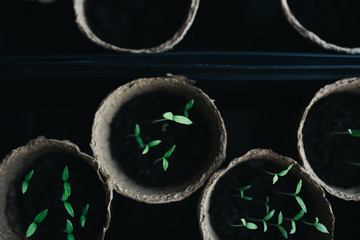 seedlings in peat pots. Baby plants seeding, black hole trays for agricultural seedlings. The...