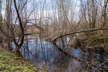 Fototapeta na wymiar A picture of the swamp in winter time. Vancouver BC Canada