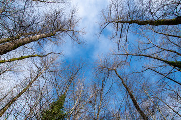 A picture of the sky in winter time through the trees.    Vancouver BC Canada