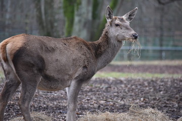 Obraz premium ANIMALS