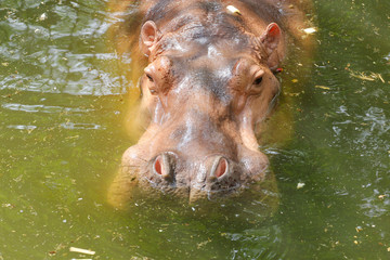 Fototapeta na wymiar the hippopotamus rest in river at thailand