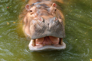 the hippopotamus smile in river at thailand