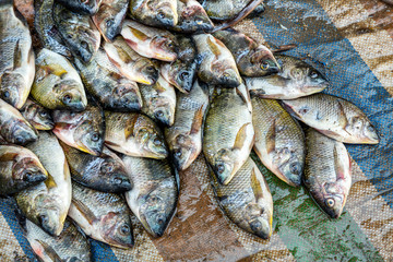 Fresh fish Cyprinus carpio (Cyprinus intha) from the Inle lake, sale on the market