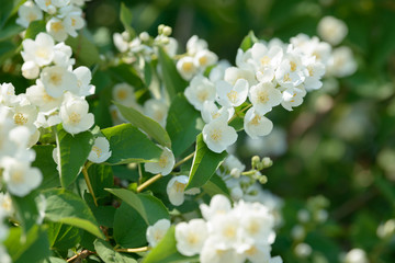 Obraz na płótnie Canvas Close up of white jasmine flowers in a garden. Flowering jasmine bush in sunny summer day. Nature background.