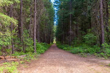 Rocky Mountains. Mountain Trail in Cascades National Park, Washington, USA.