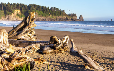 Washed up driftwood and logs on Rialto Beach, Olympic National Park, Washington,USA.