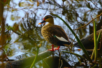 ducks out