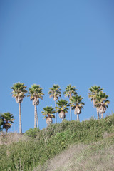 California fan palm trees high upon the bluffs at the ocean and blue sky