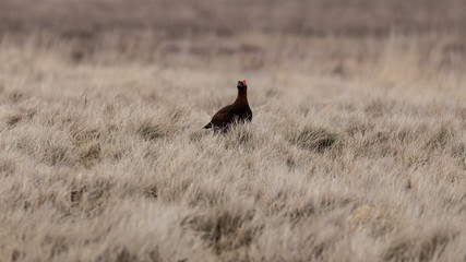 A red grouse standing in exposed heathland against a soft focus background