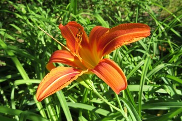 Beautiful orange tiger lily in the garden, closeup
