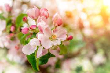 For the background. Blossoming branches of apple trees, close-up.