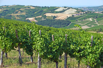 Fototapeta na wymiar Italy , Pavia - Broni , the vineyards of Oltrepo Pavese - area of wine production