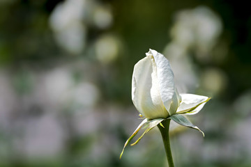 bud of a white rose