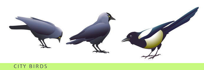 Obraz premium City birds