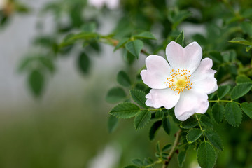 Obraz na płótnie Canvas white, light pink blooming dog rose, nice blurred background