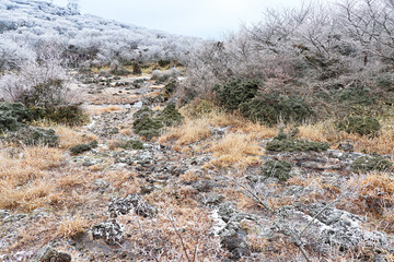 제주도 한라산 1100고지 겨울 설경 눈꽃 