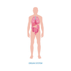 Human internal organs system anatomy infographic, vector illustration isolated.