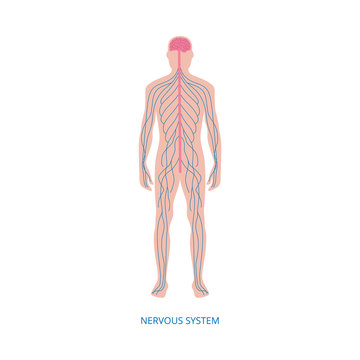 Nervous system - cartoon diagram of male human body with blue nerve lines