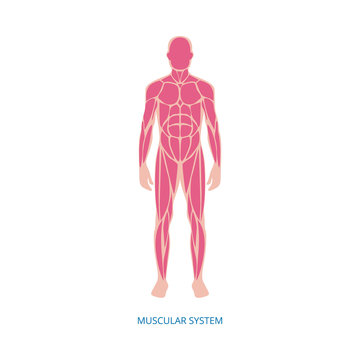 Human muscular system anatomy infographic element, vector illustration isolated.