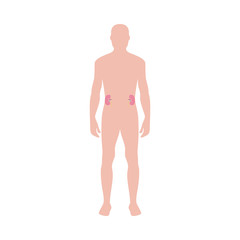 Male body shape infographic with kidneys, flat vector illustration isolated.