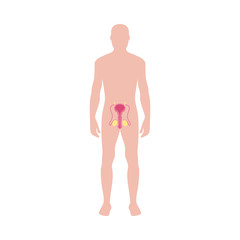Male reproductive system diagram on human body silhouette