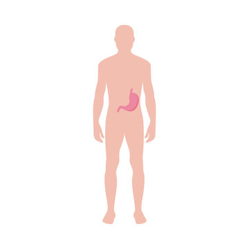 Male body with anatomical icon of stomach flat vector illustration isolated.