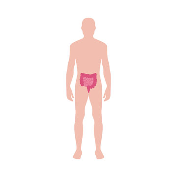 Human body with intestine icon vector illustration isolated on white background.