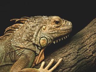 iguana on a branch