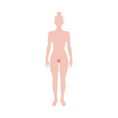 Female reproductive organ anatomy diagram - woman silhouette with uterus