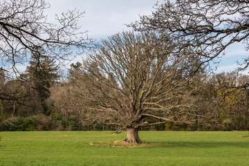 Obraz premium A Large Tree in the Centre of a Green Field, County Wicklow