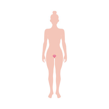 Female reproductive organ anatomy diagram - woman silhouette with uterus