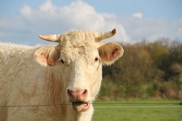 cow