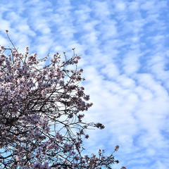 Spring background with almond tree branch full of flowers over blue sky with clouds